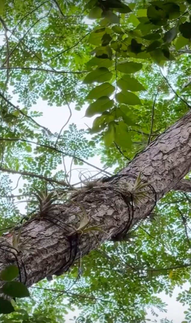 Epífitas - Naturaleza