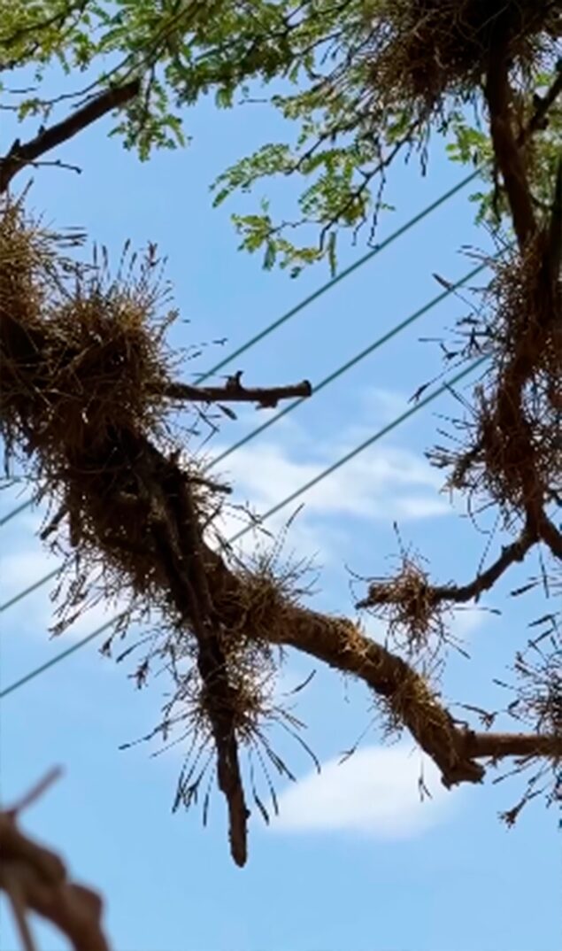 Traslado de epífitas - 2025